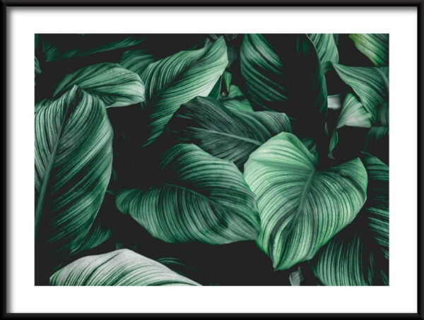 Feuilles tropicales Poster