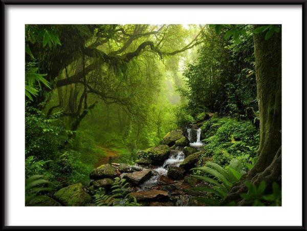 Affiche de la forêt tropicale