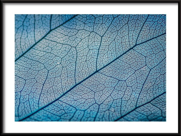 Feuille bleue Poster