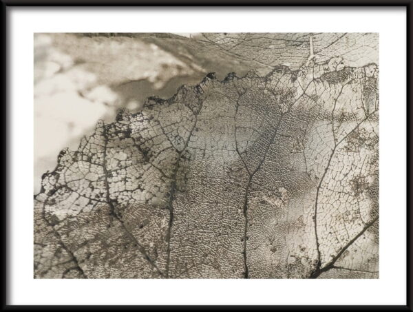 Motif de feuilles transparentes Poster