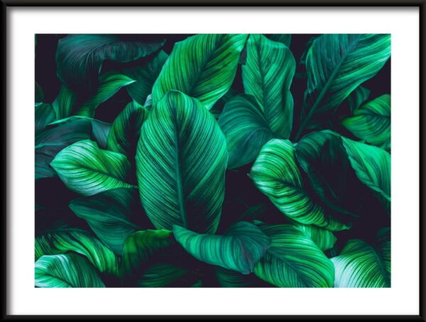 Affiche de feuilles tropicales