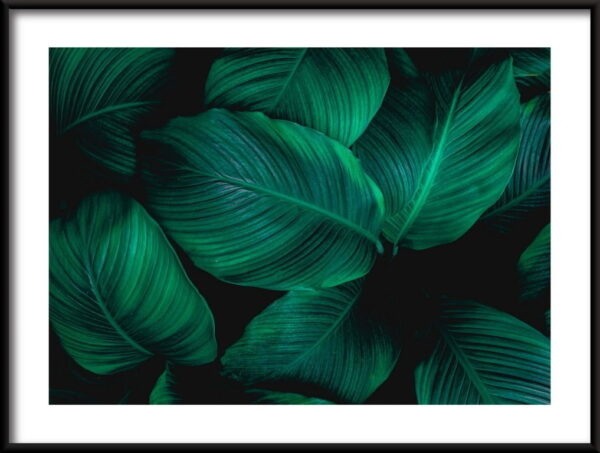 Feuilles tropicales Poster – Image 2