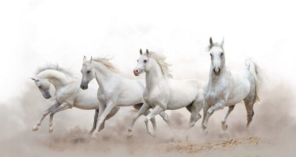 Poster XXL Chevaux Blancs