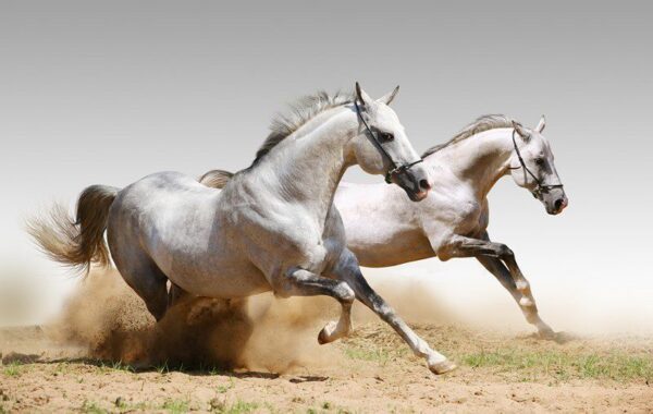 Peinture murale Étalons au galop