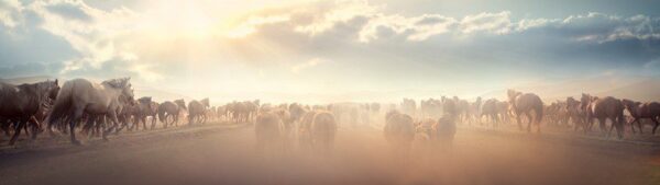 Poster XXL Chevaux en Cours d'exécution
