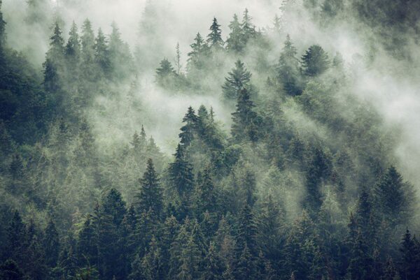 Peinture murale Forêt dans la brume