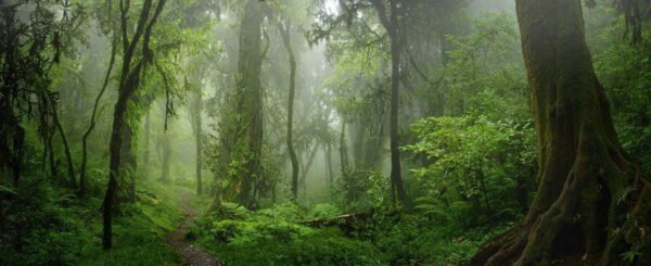 Peinture murale Les jungles d'Asie
