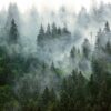 Peinture murale Forêt dans la brume