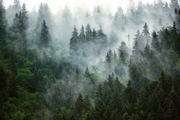 Peinture murale Forêt dans la brume