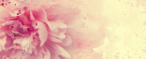 Peinture murale Fleur rose