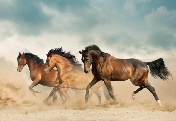 Peinture murale Chevaux dans le désert