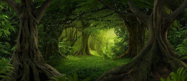 Poster XXL Forêt Mystérieuse