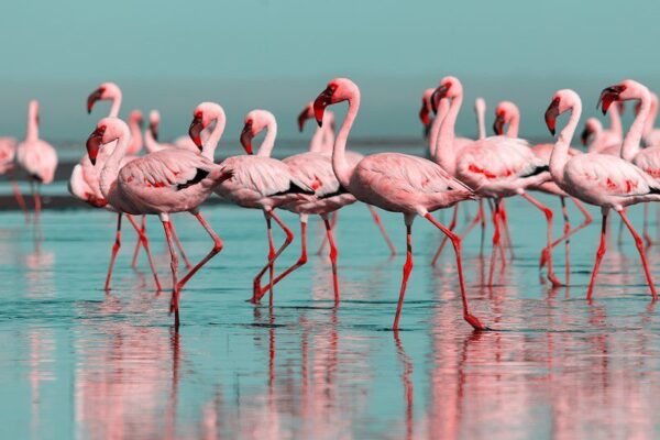 Peinture murale Flamants roses dans l'eau
