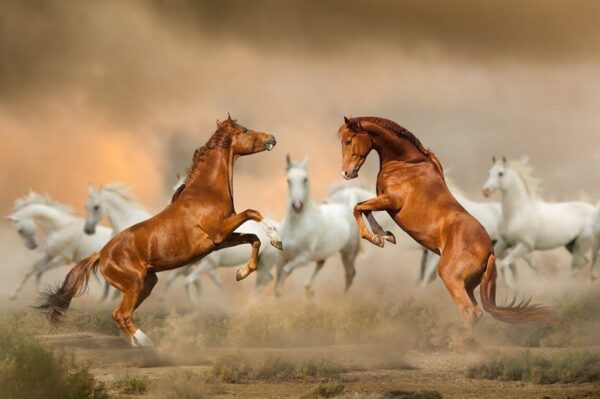 Peinture murale Chevaux