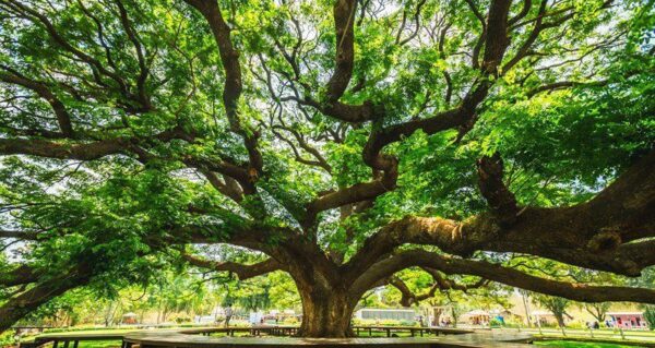 Poster XXL Grand Arbre