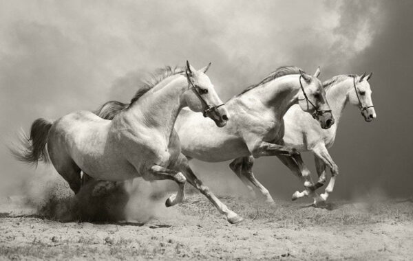 Poster XXL Chevaux Blancs