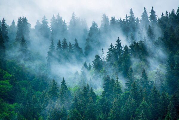 Peinture murale Forêt dans la brume