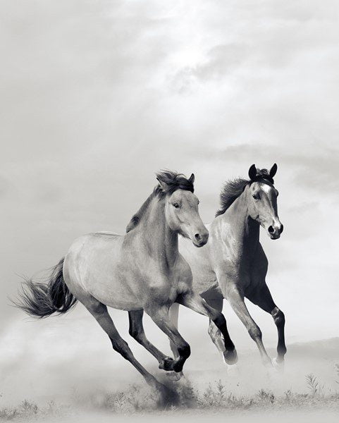 Poster XXL Chevaux en Cours d'exécution