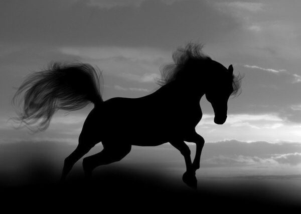 Poster XXL Cheval qui roule