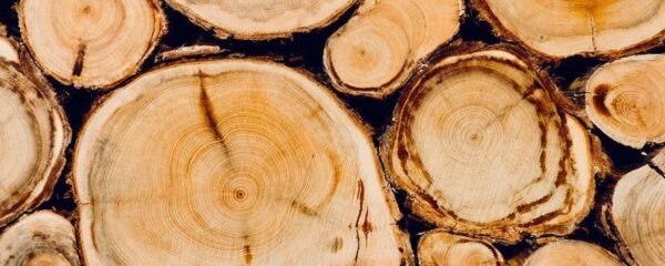 Peinture murale Pieux en bois