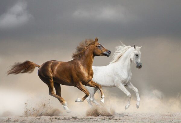 Poster XXL Chevaux en Cours d'exécution