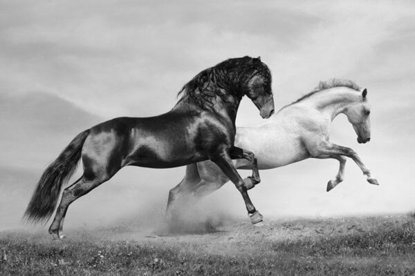 Poster XXL Chevaux en Cours d'exécution
