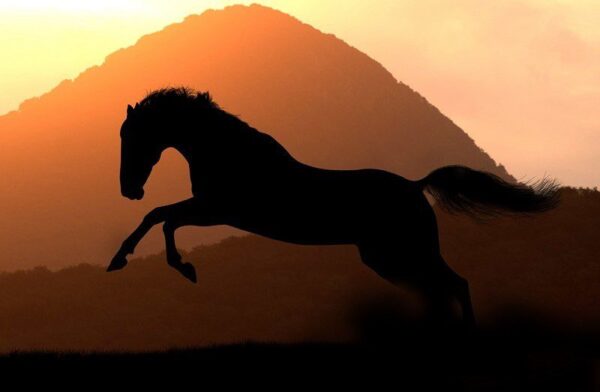 Peinture murale Silhouette de cheval