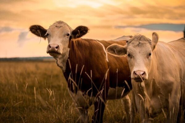 Poster XXL Vaches