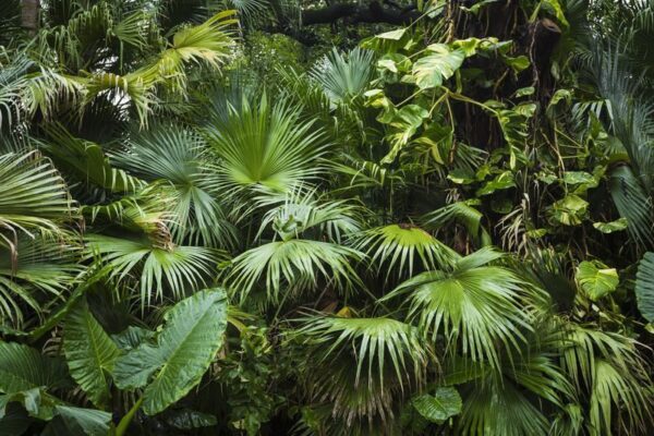 Poster XXL Jungle