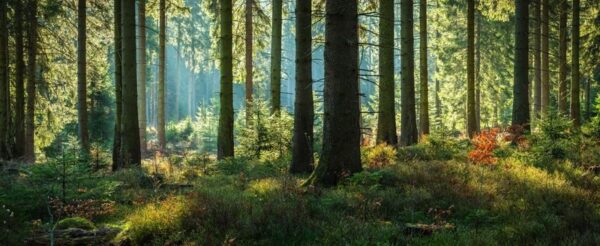 Peinture murale Paysage forestier