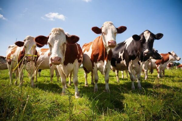 Poster XXL Vaches