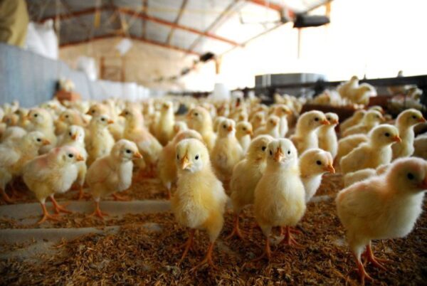 Poster XXL Poulets