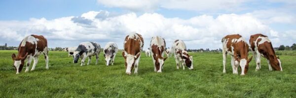 Peinture murale Vaches en pâturage