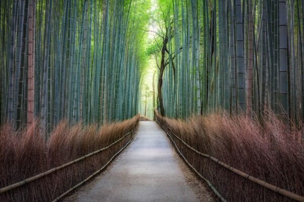 Peinture murale Forêt au Japon