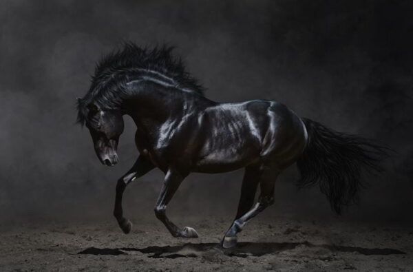 Poster XXL Cheval noir
