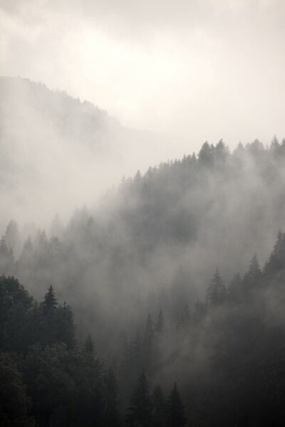 Peinture murale Forêt dans la brume