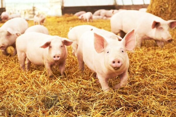 Peinture murale Cochons