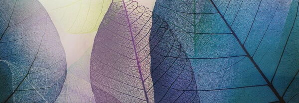 Peinture murale Transparente