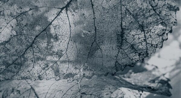 Sticker mural Texture feuille