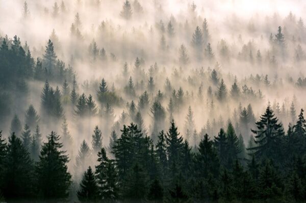 Peinture murale Brouillard Mystique