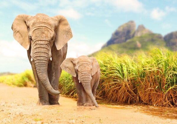 Peinture murale Éléphants qui marchent