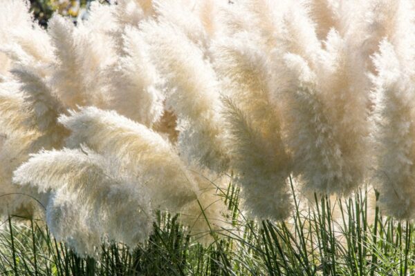 Papiers peints herbe blanche