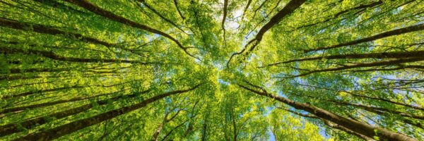 Peinture murale Vert clair