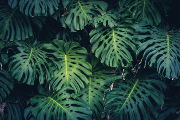 Peinture murale Feuilles de Monstera