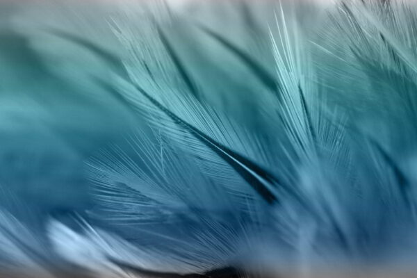Peinture murale Plumes bleues