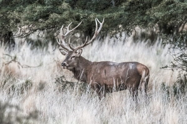 Papiers peints le cerf noble