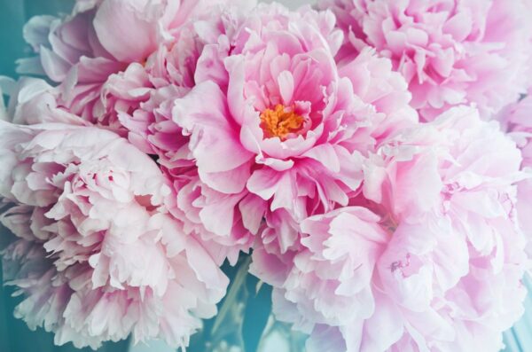 Sticker mural Grandes Pivoines