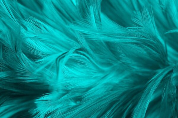 Peinture murale Plumes bleues