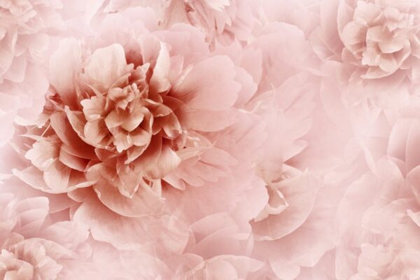 Sticker mural Pivoine roses
