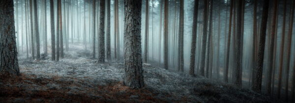 Poster XXL Forêt Mystérieuse